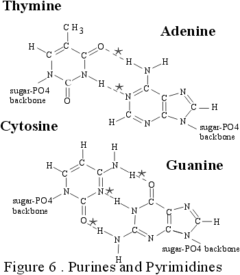 Purine and Pyrimidine bases